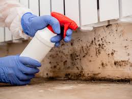 Why You Should Choose Our Mold Remediation Services in Norwalk, CA